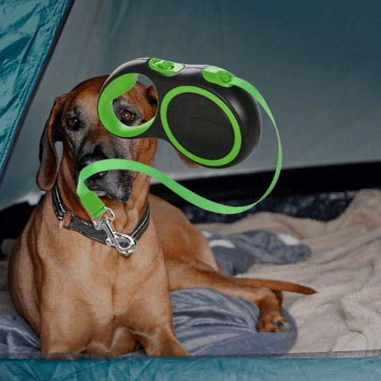 Heavy-Duty Retractable Dog Leash for large dogs with ergonomic handle being used by a dog in a tent.