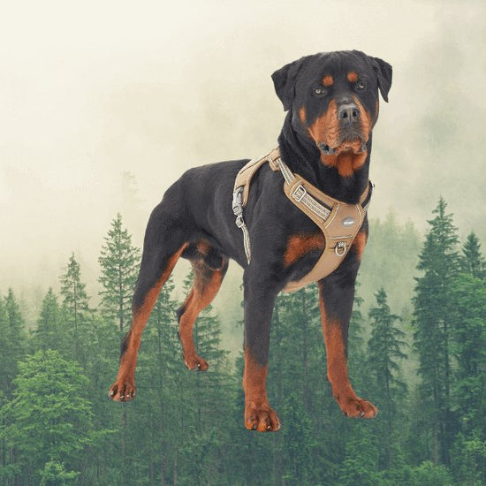 Large dog wearing a military tactical harness standing in front of a forest backdrop.