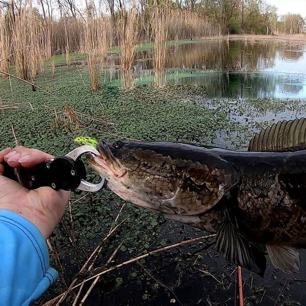 Angler holding fish with top-water frog lure in wetland area